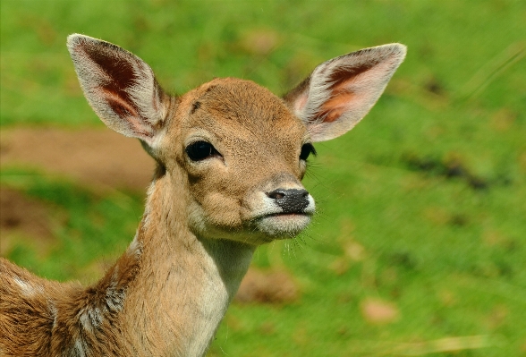 Foto Margasatwa liar rusa mamalia