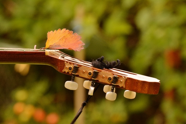 Nature branch music plant Photo