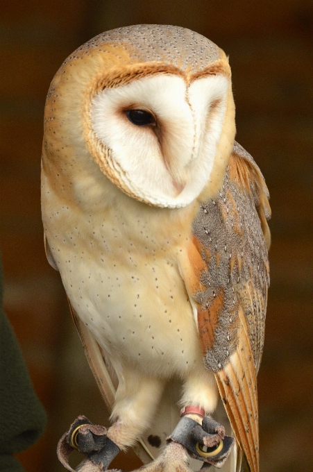 Natura uccello animali selvatici becco