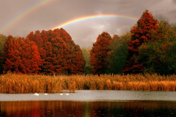 風景 木 自然 植物 写真