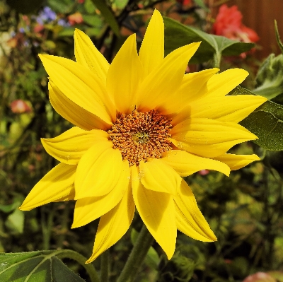 Blossom plant flower petal Photo