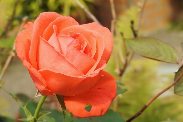 Plant flower petal rose Photo