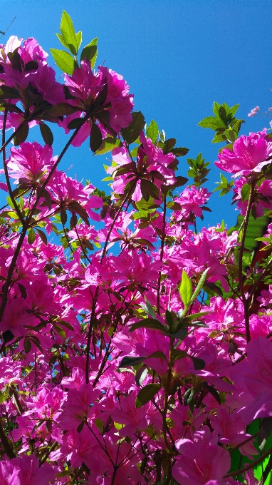 Albero ramo fiore pianta