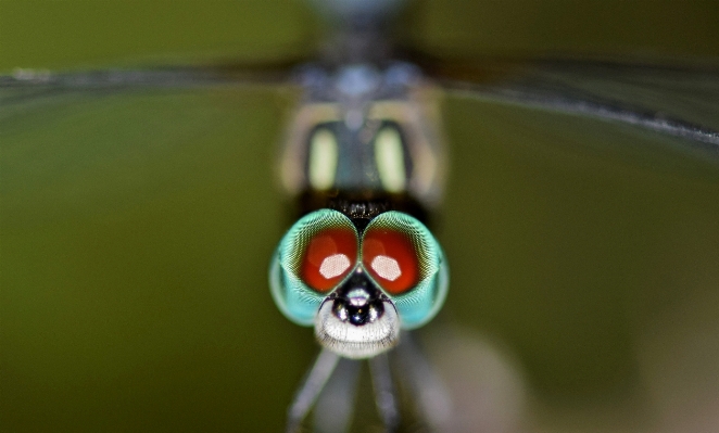 Photography flower animal green Photo