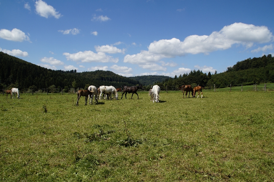 Paisaje césped campo granja