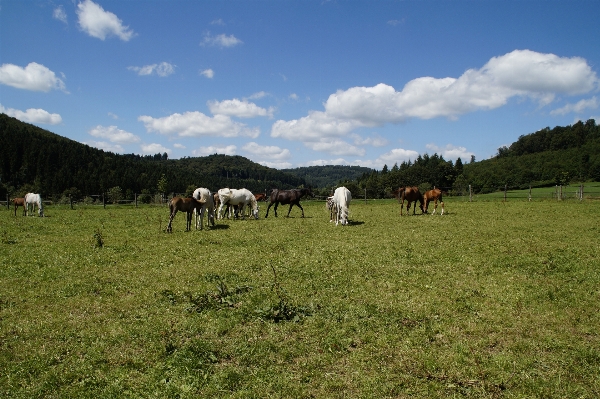 Landscape grass field farm Photo