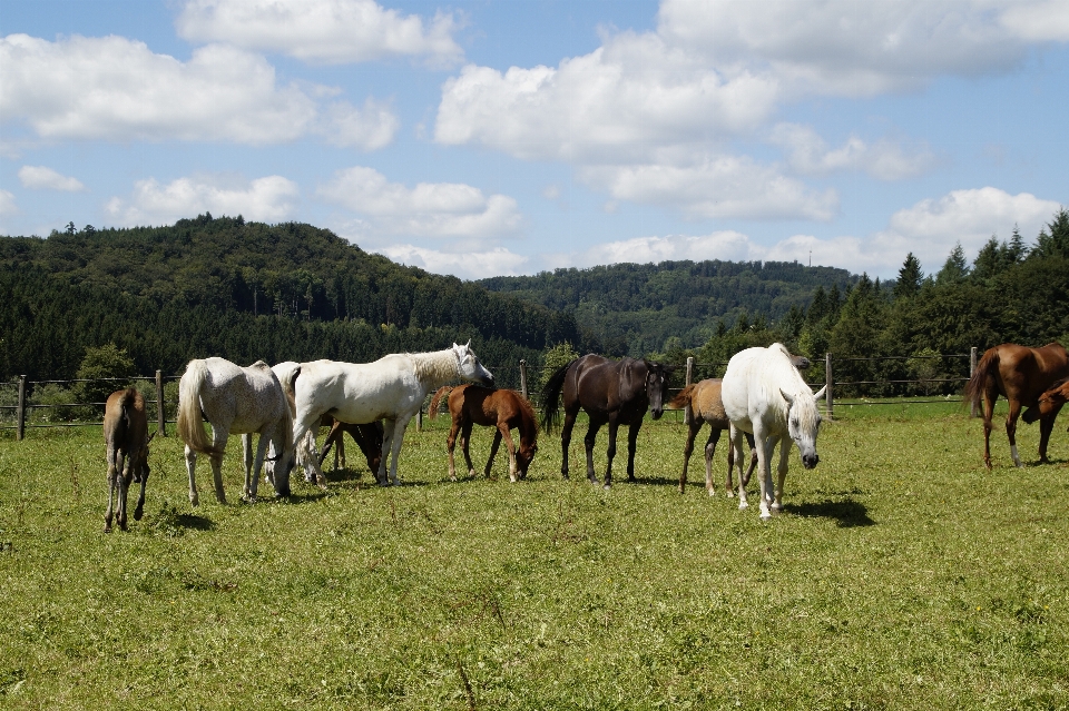 Grass field farm meadow