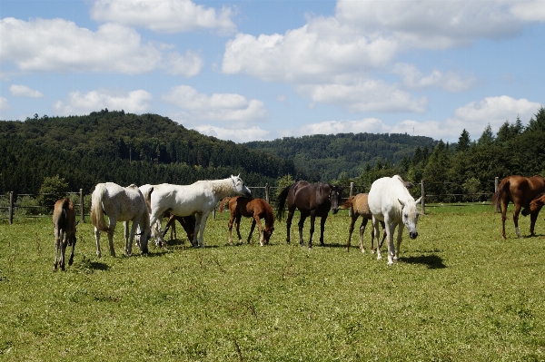 Grass field farm meadow Photo