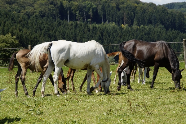 Grass field meadow flock Photo