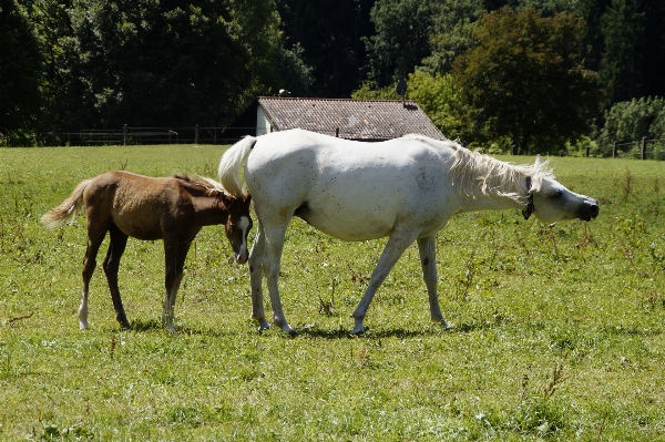 Grass meadow summer herd Photo