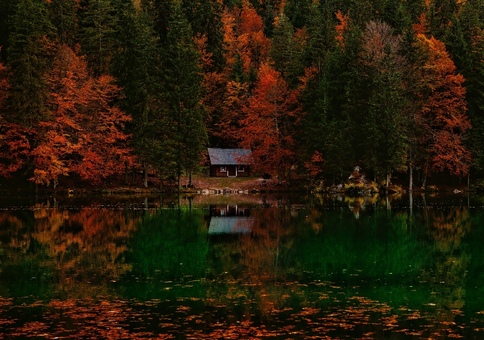 Tree water nature forest