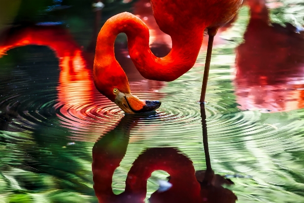 Foto Agua pájaro lago estanque