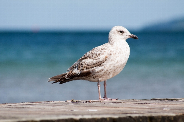 Sea coast water nature Photo