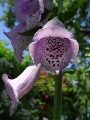 Blossom plant flower petal Photo