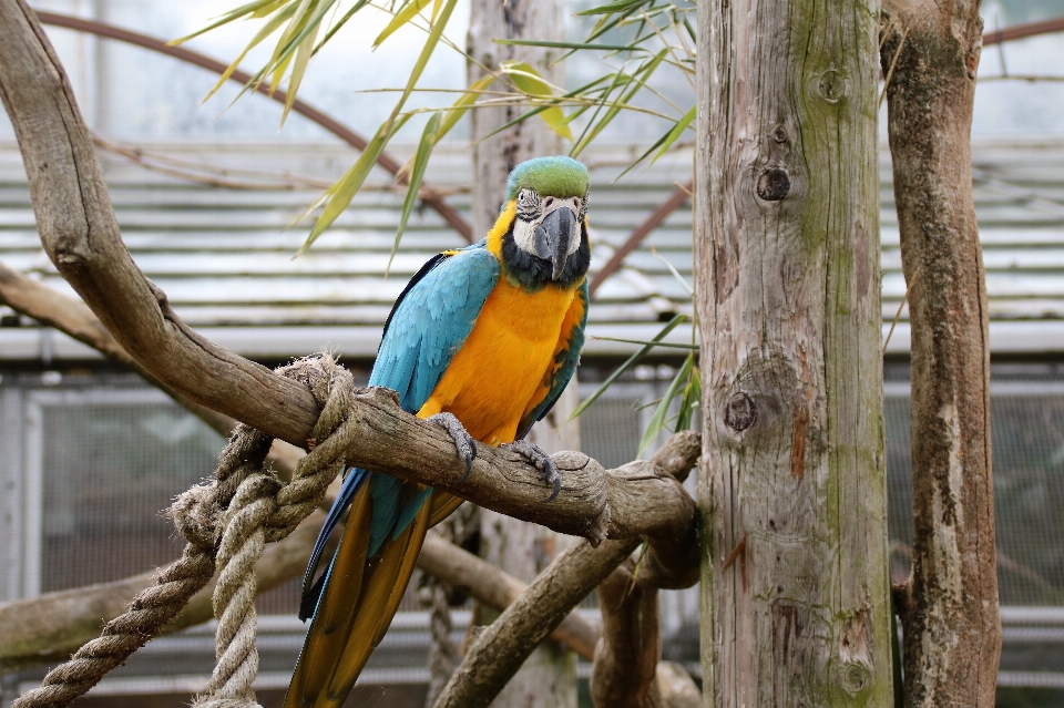 Naturaleza rama pájaro ala