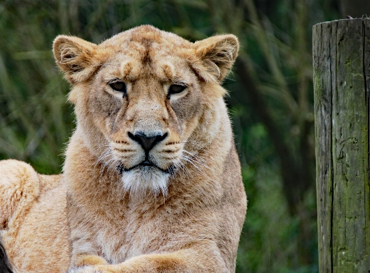 Nature wilderness animal female Photo