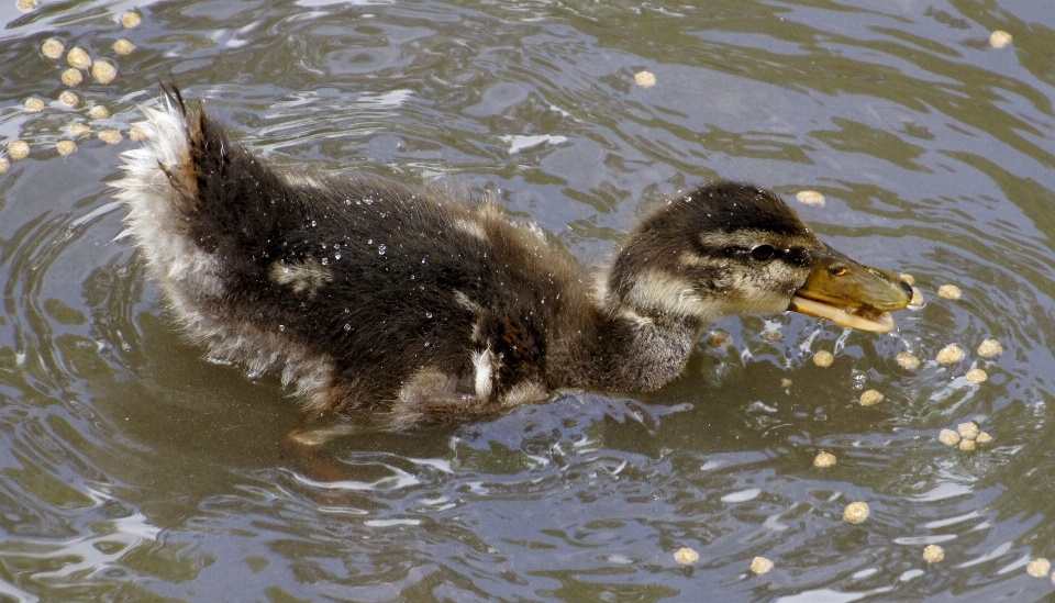 Water nature bird lake