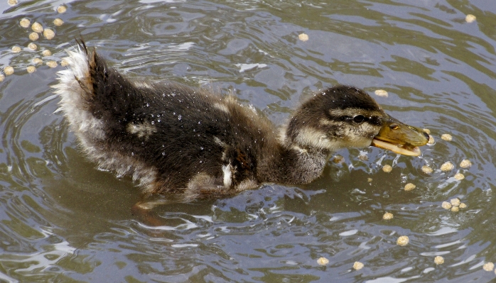 Water nature bird lake Photo