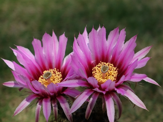 Plant flower petal botany Photo