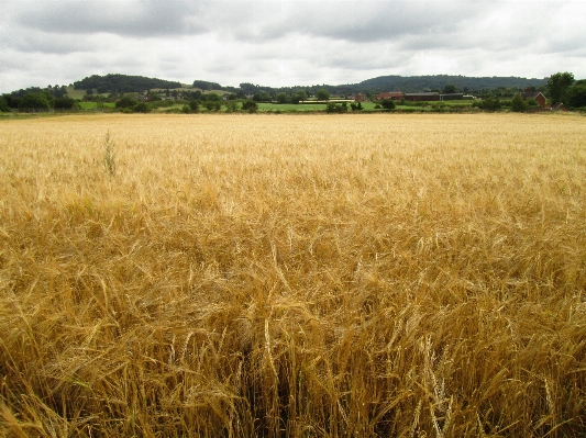 Landscape nature outdoor growth Photo