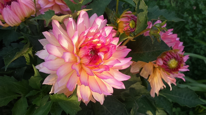 花 植物 花弁 咲く 写真