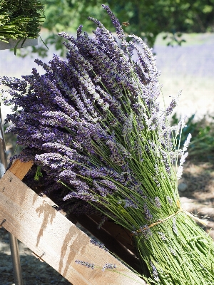 Grass blossom plant flower Photo