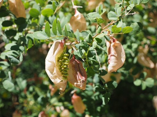 Photo Arbre nature bifurquer fleurir