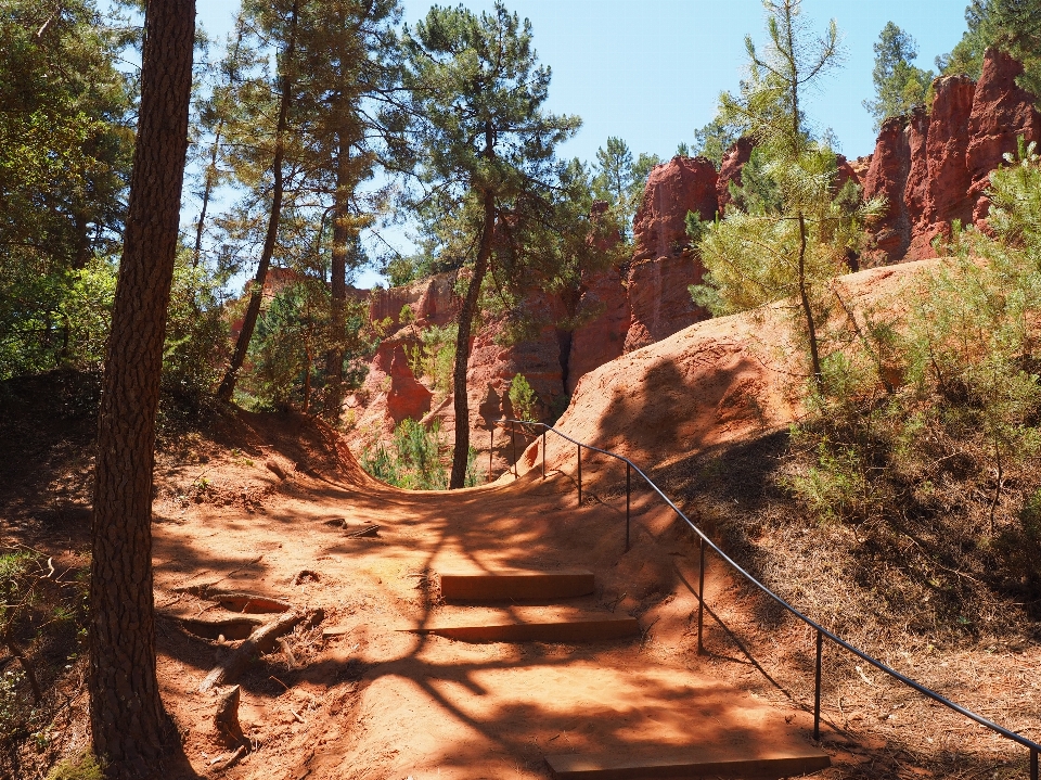 árbol bosque arena rock