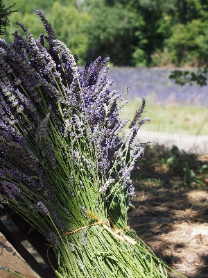 Grass blossom plant flower Photo