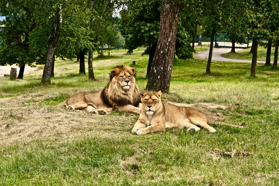 Nature herbe des loisirs faune