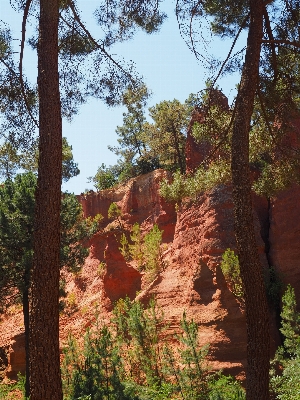 Tree rock wilderness trail Photo