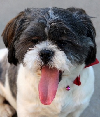 Foto Branco filhote de cachorro bonitinho