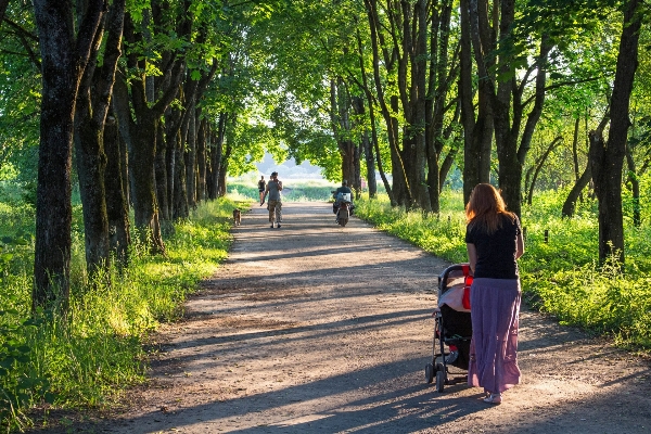 Tree forest walking people Photo