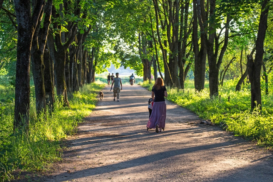 Baum wald menschen schiene