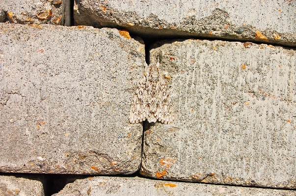 Rock wood texture trunk Photo