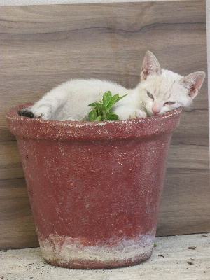 Animal vase food kitten Photo