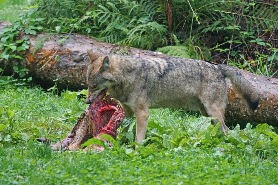 Tierwelt säugetier riss wolf