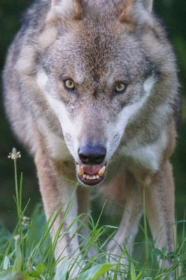 Foto Animais selvagens retrato mamífero lobo