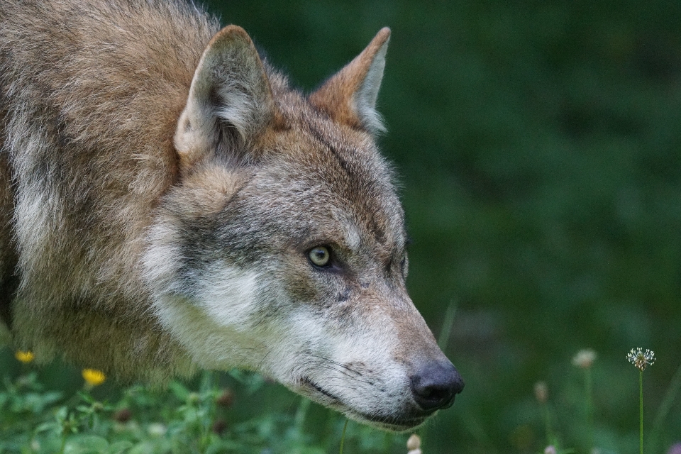 Fauna silvestre retrato mamífero lobo