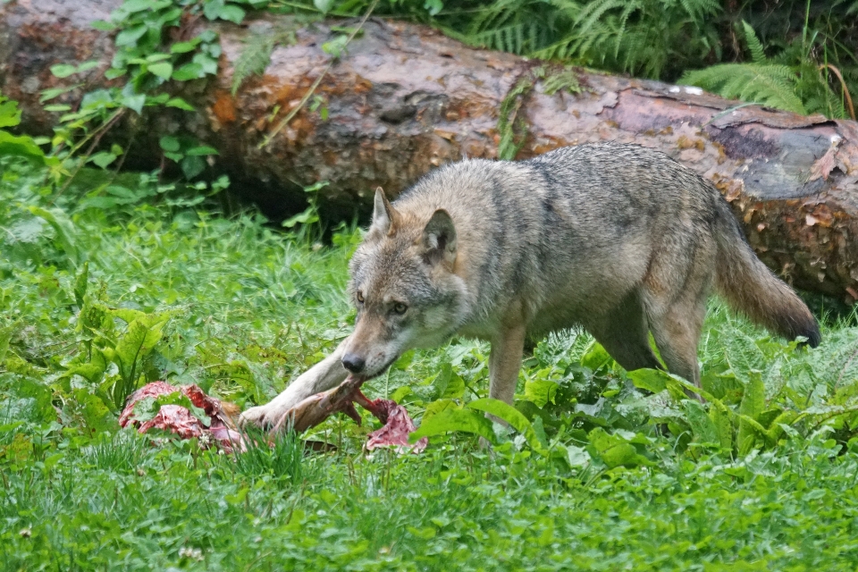 野生動物 哺乳類 割れ目 狼