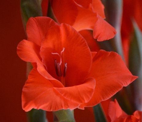 Foto Fiore pianta petalo fioritura