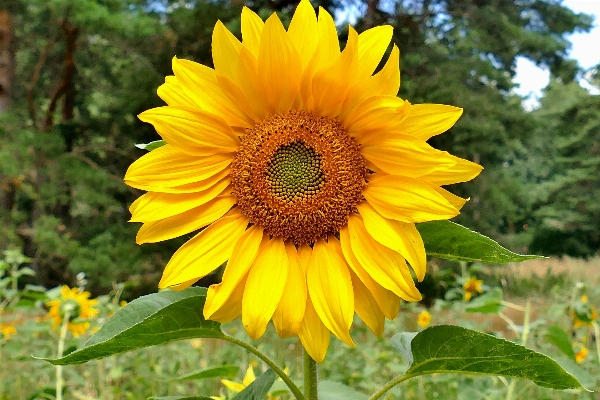 Foto Plantar campo flor verão