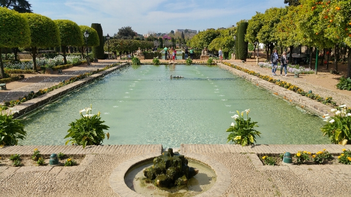 Foto Fiore fiume passerella piscina
