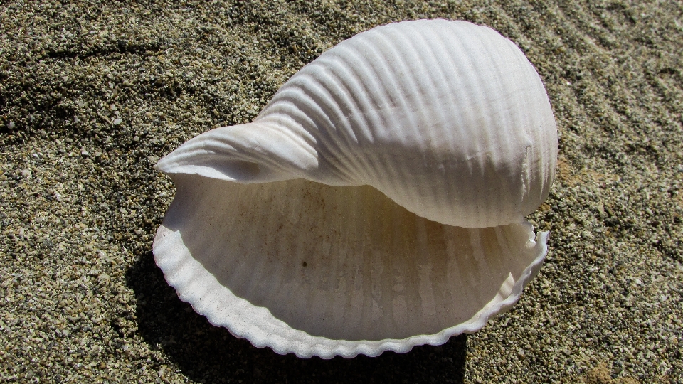 Beach sea nature sand