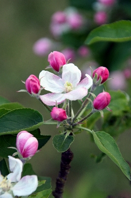 Apple 树 自然 开花 照片