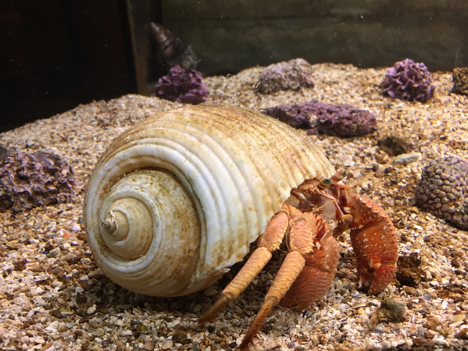 Animais selvagens comida biologia frutos do mar