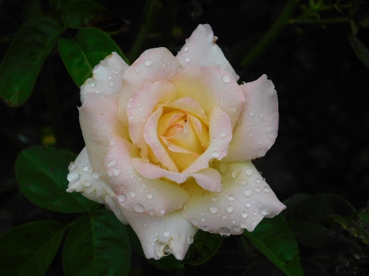 Nature blossom dew plant Photo