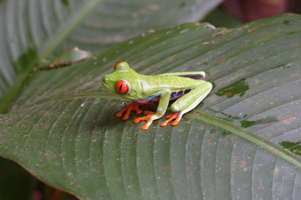 Pohon daun bunga imut-imut