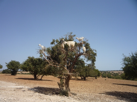 Landschaft baum anlage ziege Foto