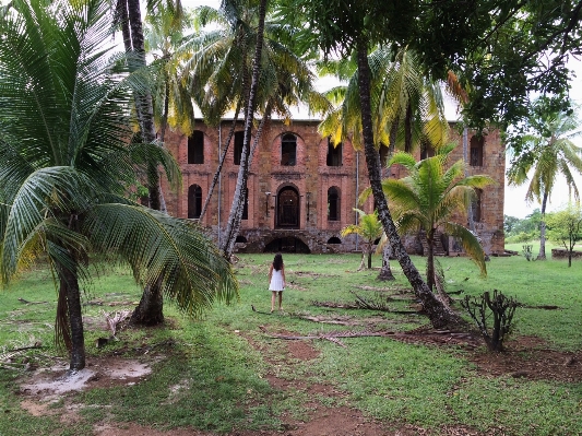 Tree woman flower building Photo